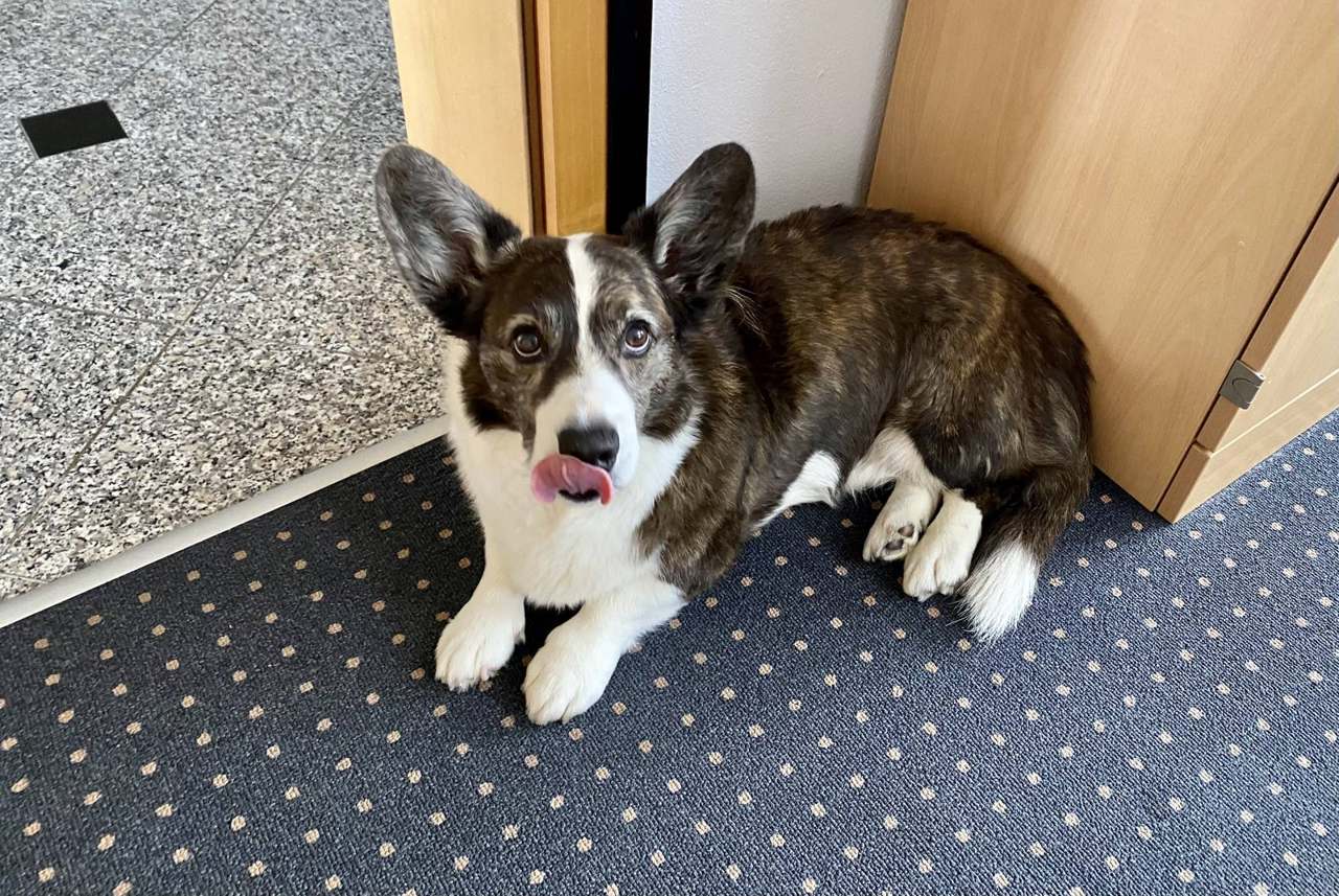 Brosi, der Bürohund von METRON Ingenieure und Architekten