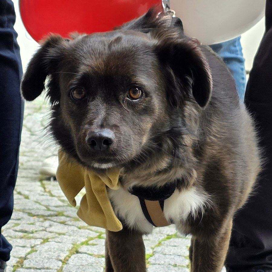Elfie, Bürohündin bei METRON Ingenieure und Architekten
